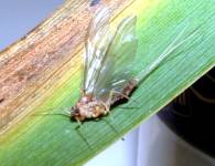 Chapter 3 From Mayflies to Butterflies